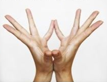 lotus mudra