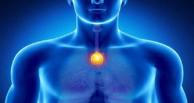 thymus