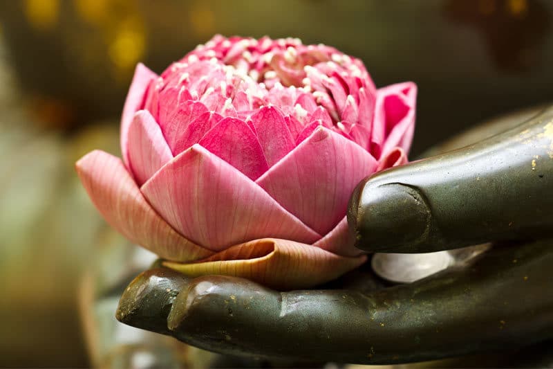meditation lotus coeur
